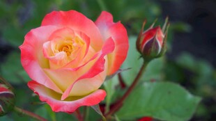 玫瑰花