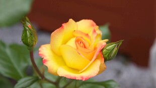 娇艳双色月季花