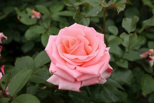 粉色玫瑰花