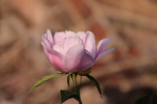 粉色娇艳单朵月季花