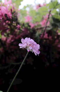 单株淡紫花朵绽放