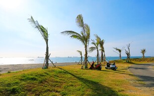 海滨草地旁的挺拔棕榈树