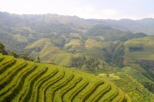 翠绿梯田展山间美景