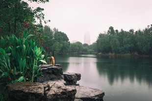 湖畔静坐者自然静谧景