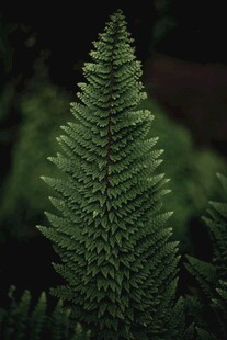 翠绿蕨类植物特写