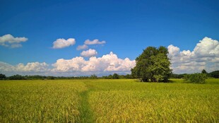 广袤田野与蓝天白云之景