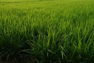 翠绿稻田风光