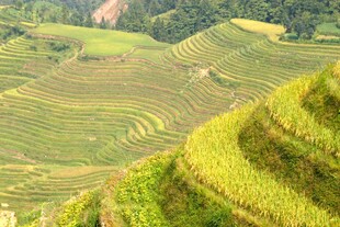 壮丽梯田风光