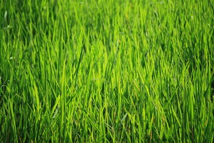翠绿生机盎然的茂盛青草
