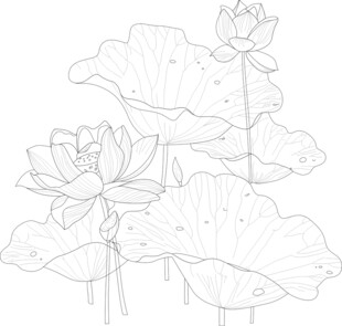 荷花荷叶线稿矢量图