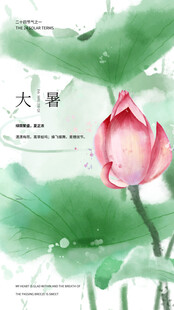 大暑时节荷花绽放