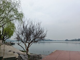 湖畔枯树与垂柳风景