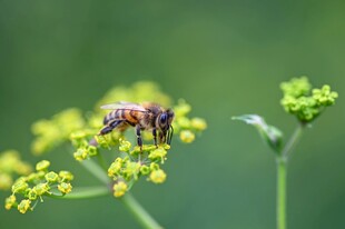 蜜蜂停留在黄绿色花朵上