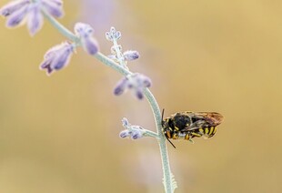 蜜蜂停驻于紫色花朵上
