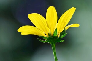 黄色小花特写
