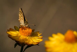 蝴蝶停驻黄色花朵上