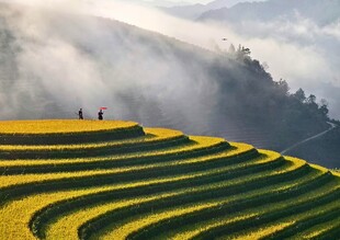 金色梯田美景