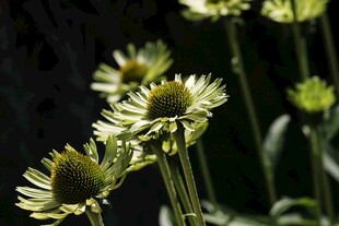 阳光下的翠绿色松果菊