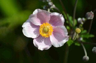 粉色花朵特写