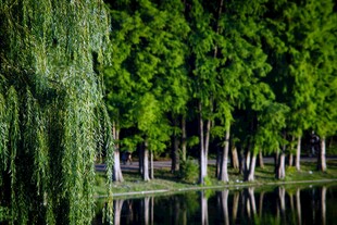 湖畔垂柳绿树倒影美景