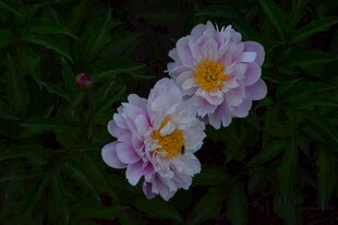 芍药花 