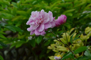 芍药花  