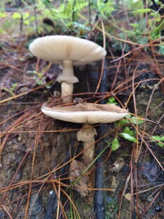 林间双生蘑菇