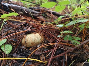 草丛中的野生蘑菇