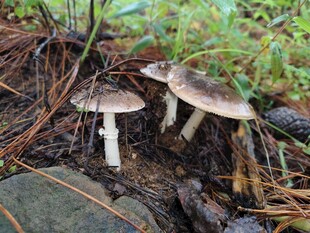 林间生长的三株野生蘑菇
