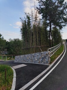 蜿蜒林间的柏油骑行道路