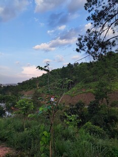 山间绿意盎然的自然景致
