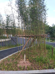 路边绿植搭架场景