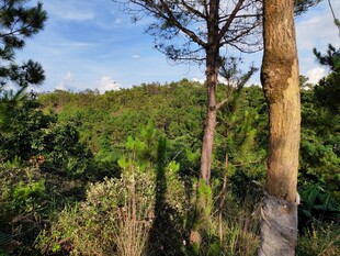 山林间的树木与开阔景致
