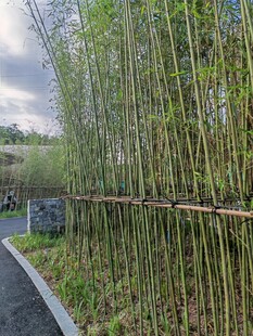 竹林小径 清幽自然之景