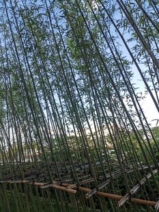 竹林 自然清新景