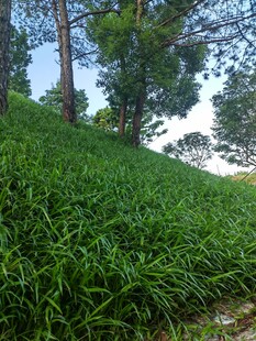 绿意盎然的草地与树木
