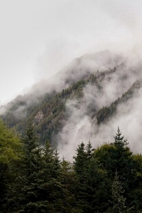 云雾缭绕的山林美景