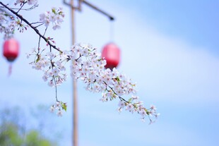 春日花枝悬红灯笼