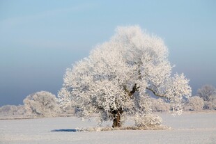 冬日雪覆孤树美景