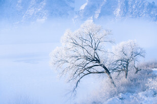 冬日雾凇雪景孤树美景