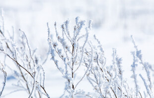 冬日覆雪植物景观