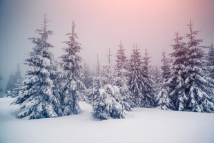 冬日雪林美景