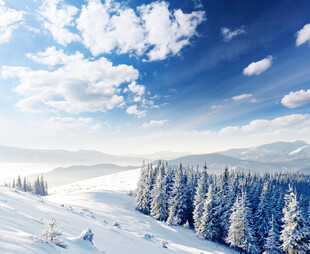 冬日雪景中的松林美景