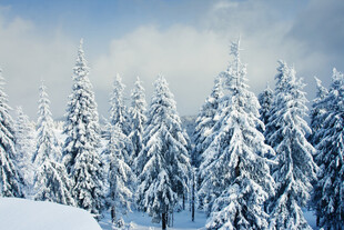 冬日雪覆松林美景