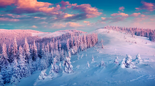 冬日雪林美景