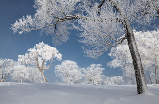 冬日雪景中的银白树木