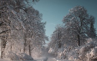 冬日雪林景象