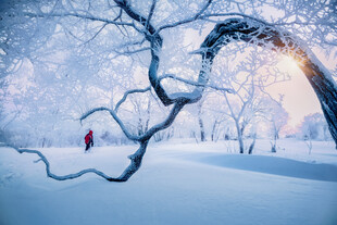 雪境孤影