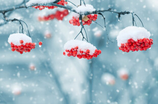 雪中红果枝头挂