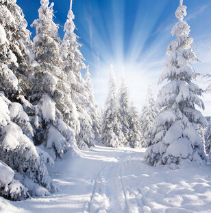 冬日雪林美景
